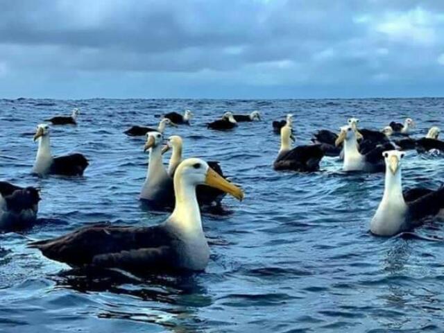 Hostal Albatros San Cristóbal Eksteriør bilde